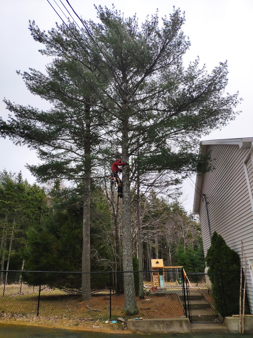 All Green Tree Care | 6 Westwood Dr, Dartmouth, NS B2X 1Y4, Canada | Phone: (902) 444-7336