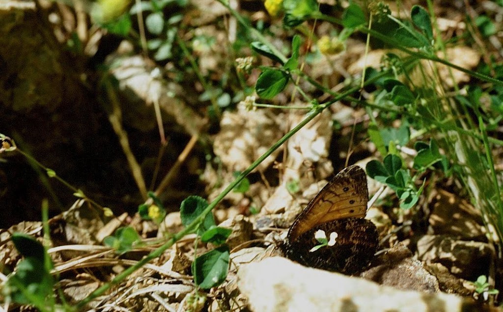 Brent Mountain Protected Area | Apex Mountain Rd, Hedley, BC V0X 1K0, Canada | Phone: (800) 689-9025