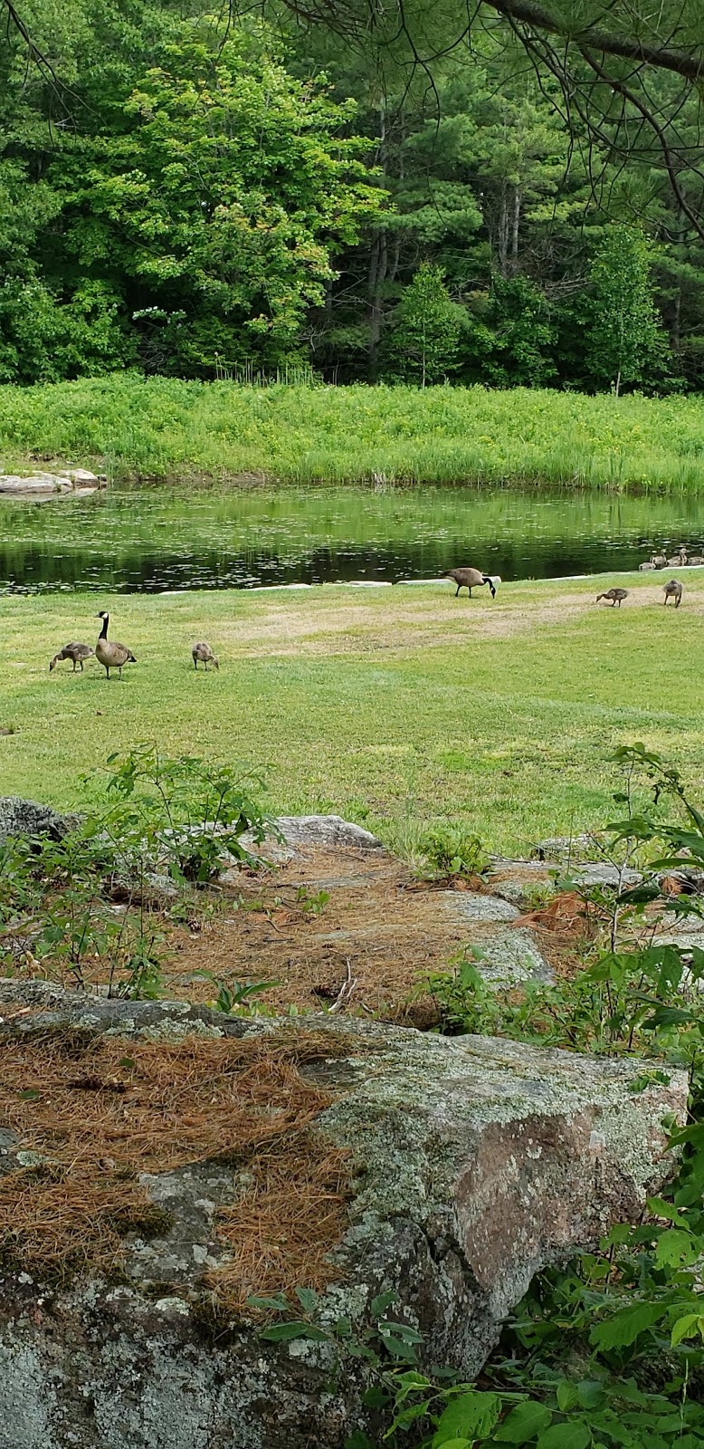 Taboo Muskoka Golf Course | 1209 Muskoka Beach Rd, Gravenhurst, ON P1P 1R1, Canada | Phone: (800) 461-0236