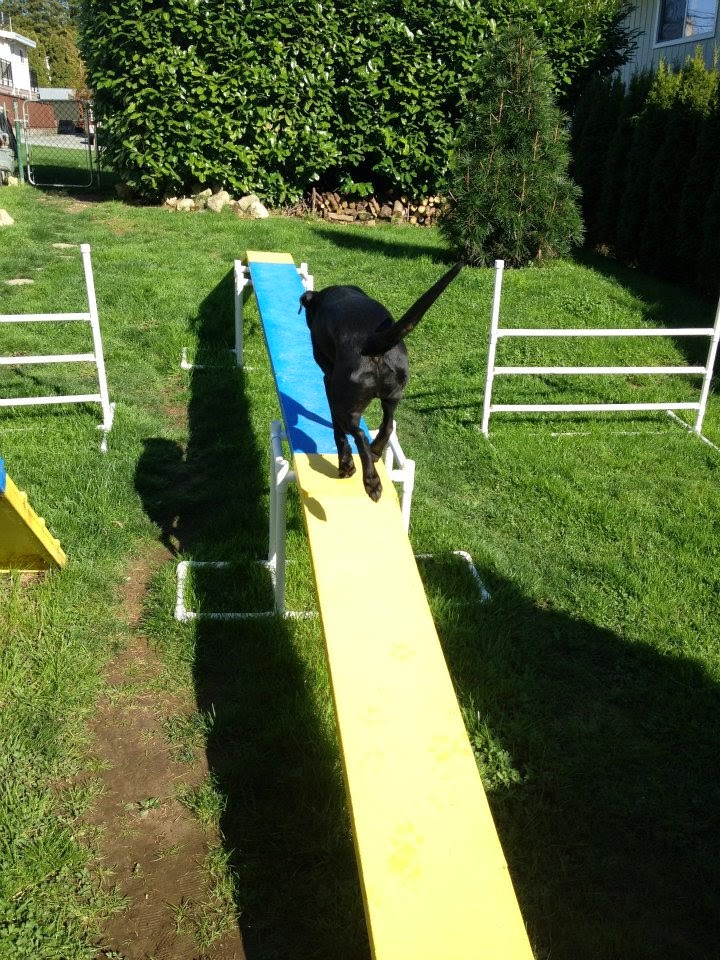 Yogadog Dog Training | 1125 Springer Ave, Burnaby, BC V5B 3L9, Canada | Phone: (604) 312-8754