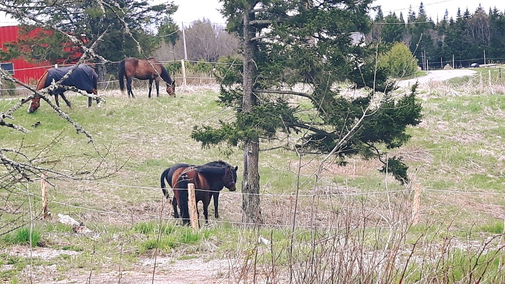 Jorrock Stables | 25 Jorrock Ln, Saint John, NB E2L 5B3, Canada | Phone: (506) 696-7156