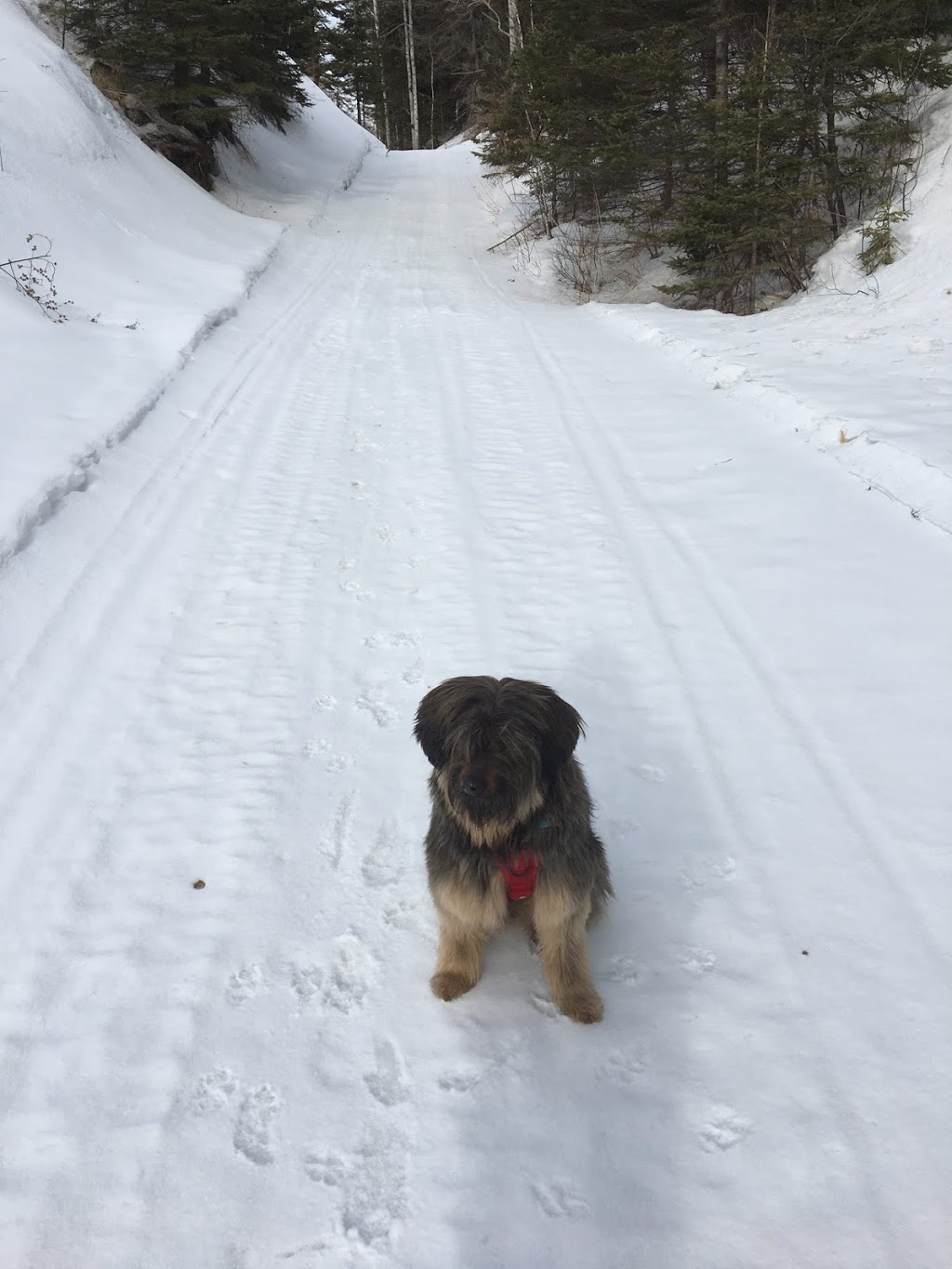 Parc à Chien | Sainte-Adèle, QC J8B 1V8, Canada