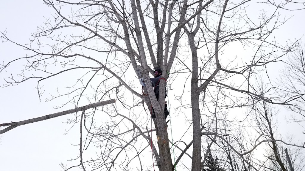 Skelton tree services | 239 Fitch St, Welland, ON L3C 4W3, Canada | Phone: (289) 501-7032