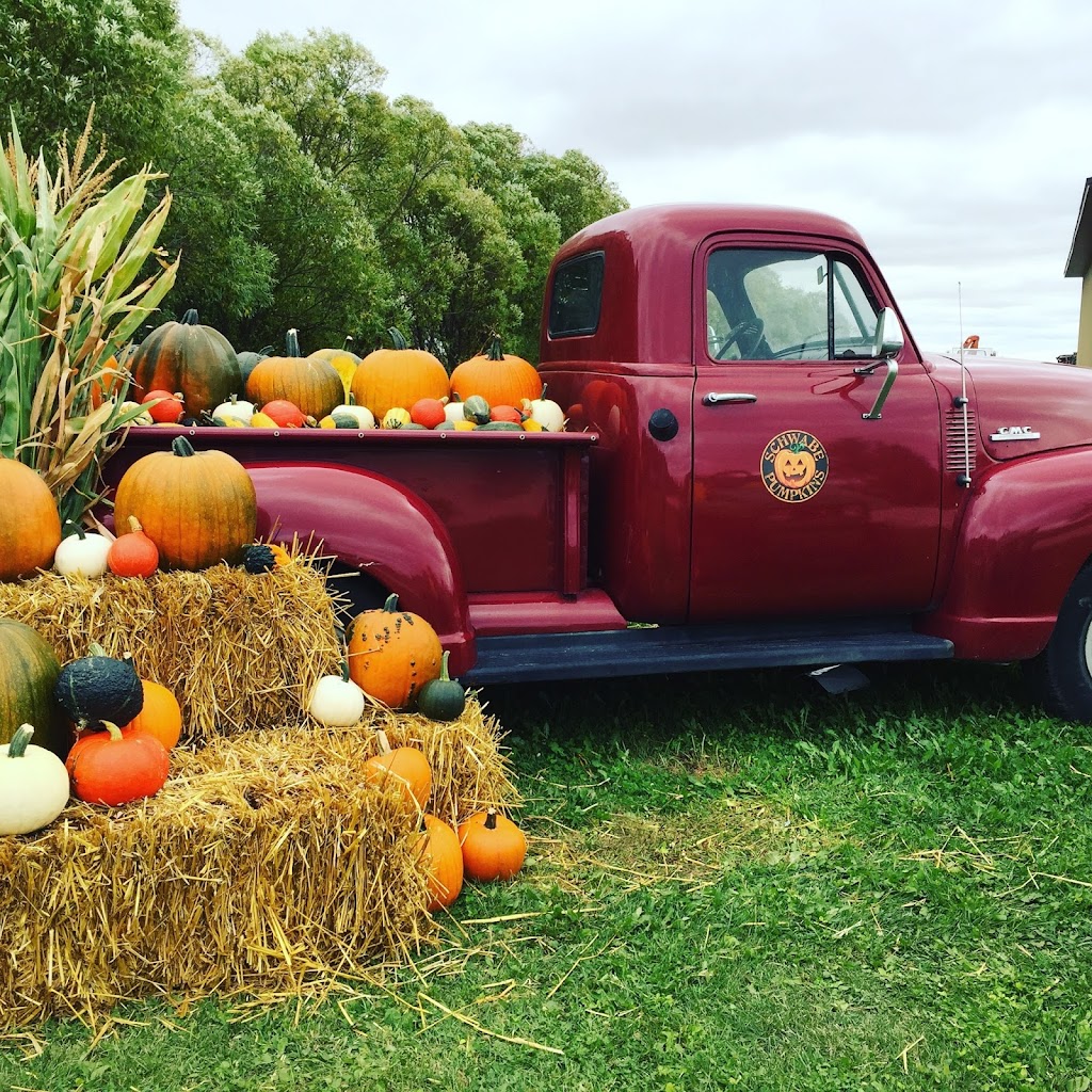 Schwabe Pumpkins | 1160 Meadowdale Rd, Saint Andrews, MB R1A 4H9, Canada | Phone: (204) 296-7215