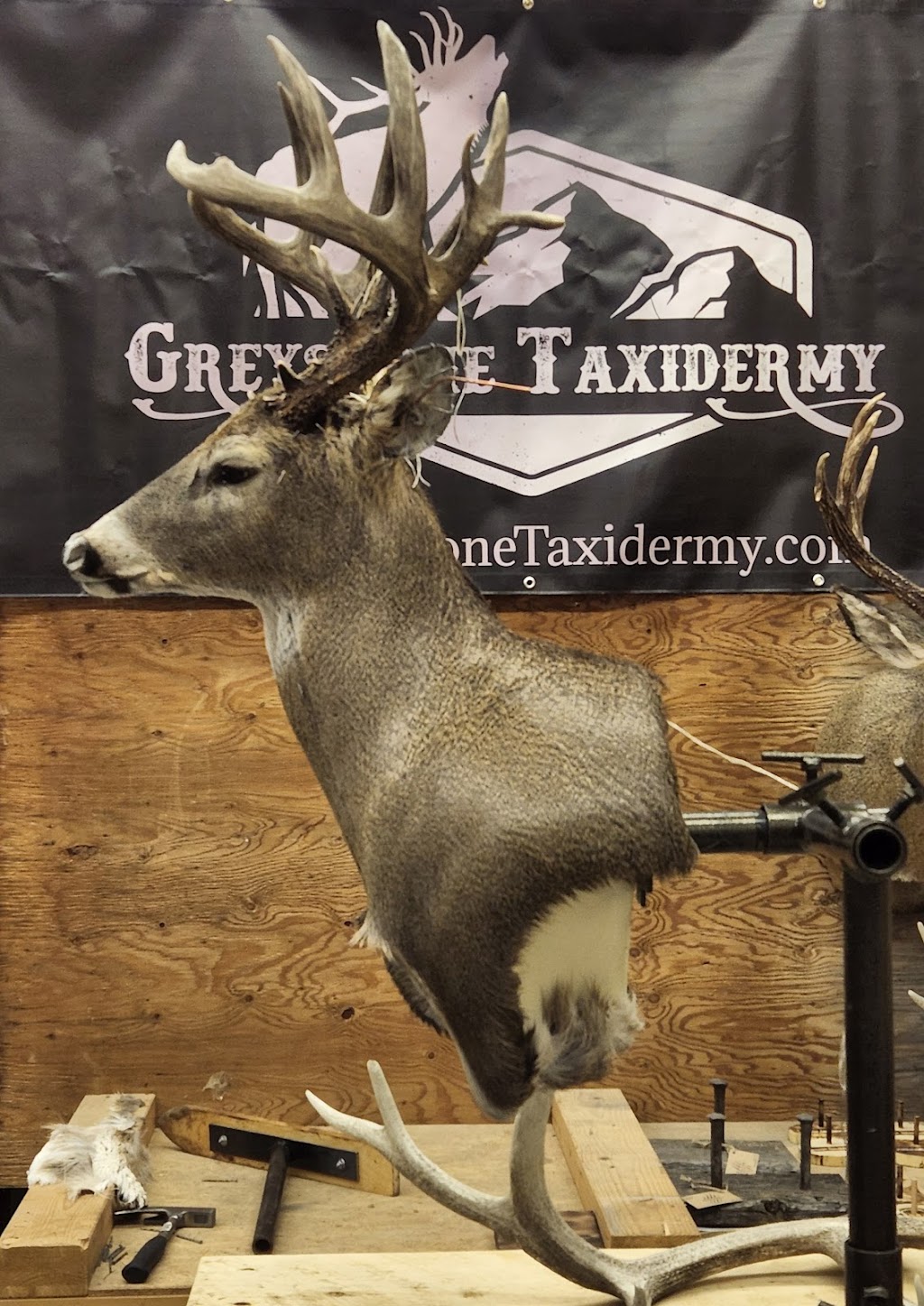 GreyStone Taxidermy | Box 2183, Claresholm, AB T0L 0T0, Canada | Phone: (587) 574-4888