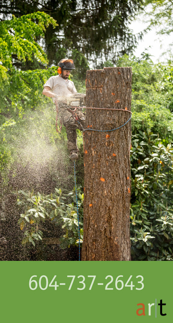 Arbutus Tree Service | 7520 Balaclava St, Vancouver, BC V6N 0A3, Canada | Phone: (604) 737-2643