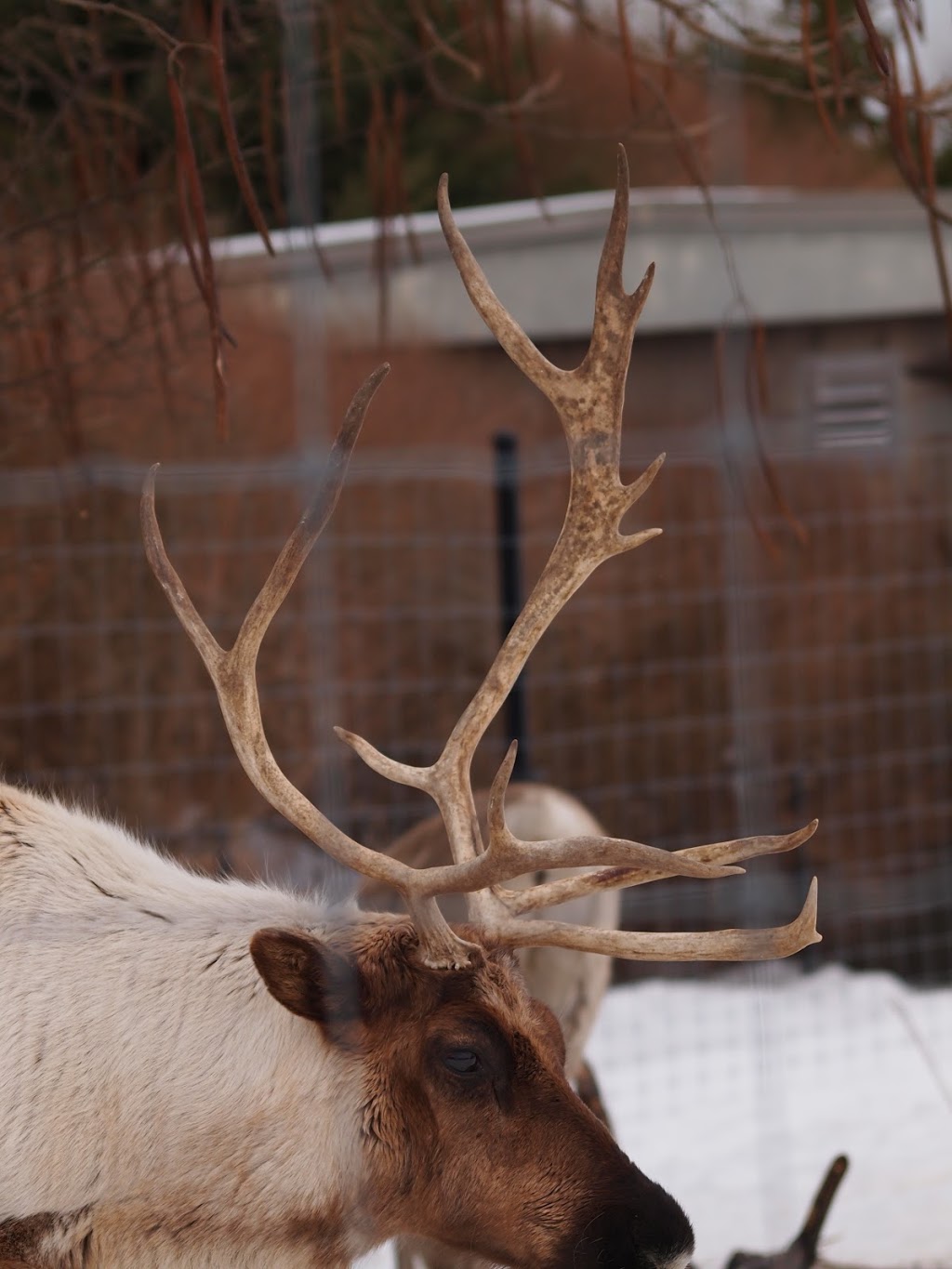 European Reindeer Exhibit | 2000 Meadowvale Rd, Scarborough, ON M1B 5K7, Canada | Phone: (416) 392-5900