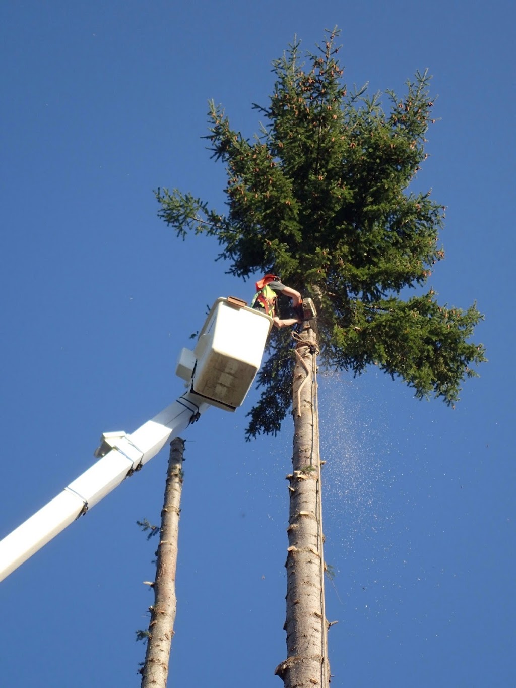 Treeworks Tree Services Ltd | 454 Maquinna Pl, Qualicum Beach, BC V9K 1B3, Canada | Phone: (250) 752-5544