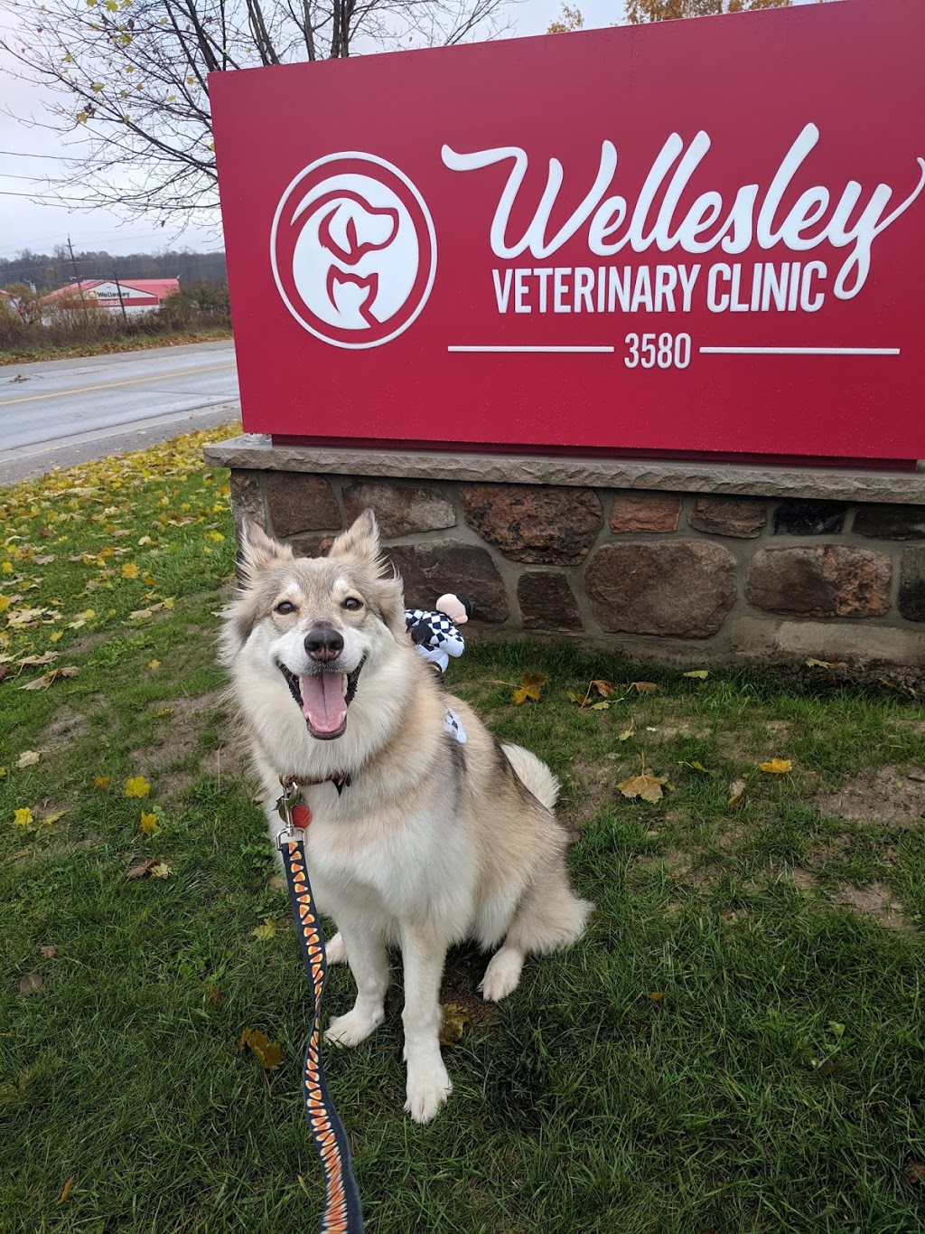 Wellesley Veterinary Clinic | 3580 Nafziger Rd, Wellesley, ON N0B 2T0, Canada | Phone: (519) 656-2200