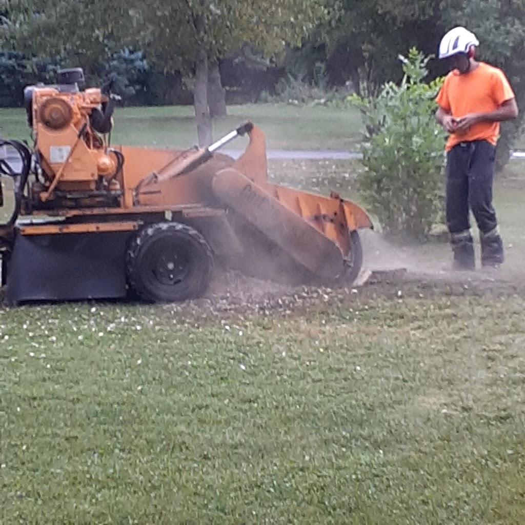 Loves Tree Removal | 60 Boyd Rd, Marmora, ON K0K 2M0, Canada | Phone: (613) 473-0628