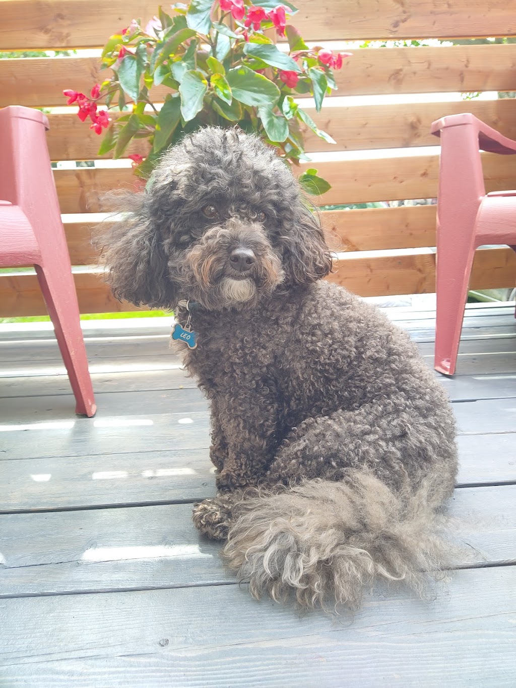 Pension canine Isabelle Bergeron (éducatrice canine) | 785 QC-202, Noyan, QC J0J 1B0, Canada | Phone: (514) 791-2794