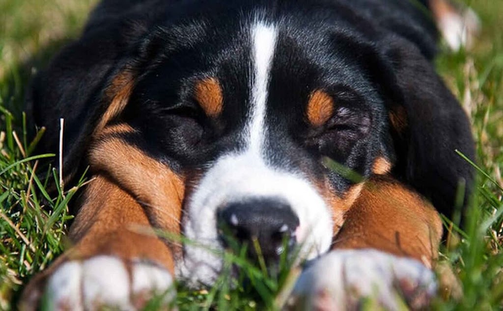 Kelly Creek Kennels - Greater Swiss Mountain Dogs | 635 Inman Rd, Dunnville, ON N1A 2W5, Canada | Phone: (905) 774-5233