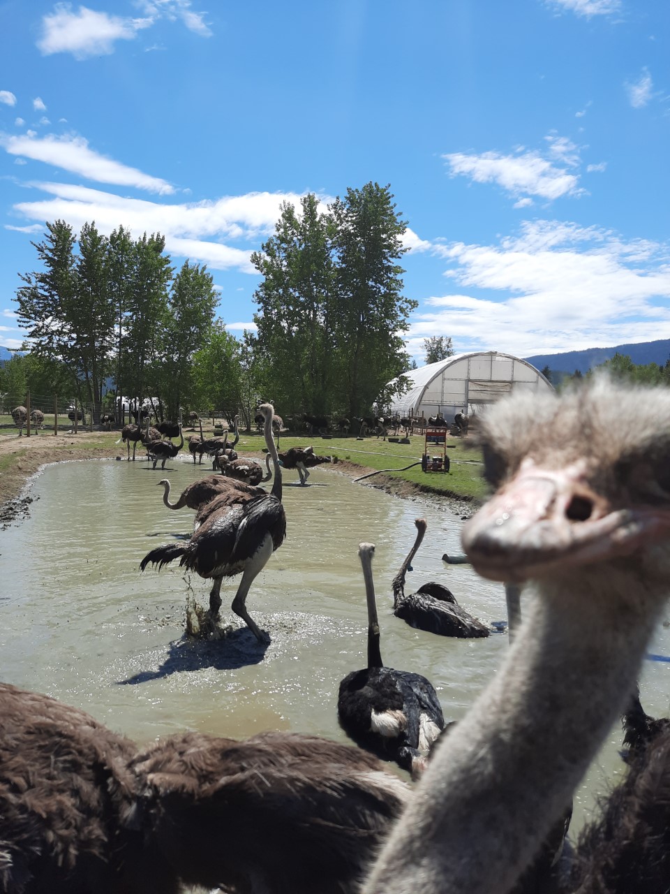 Universal Ostrich Farms Inc. | Langille Road, Edgewood, BC V0G 1J0, Canada | Phone: (250) 269-7447