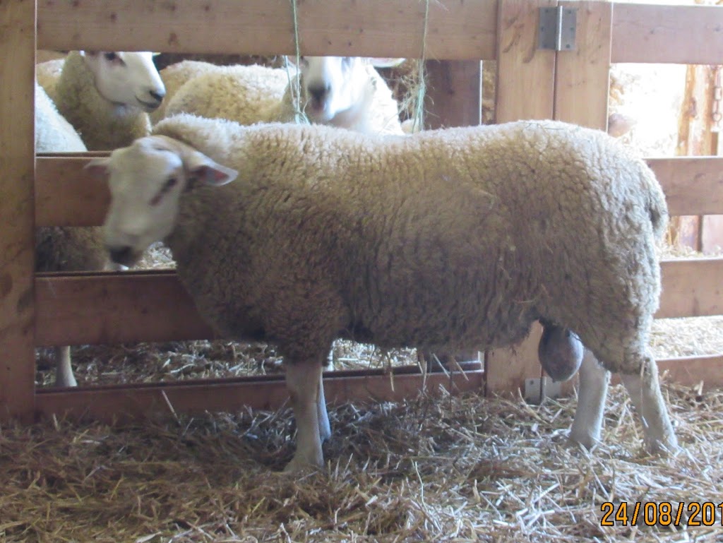 Double S Sheep Ranch | LCD MAIN 418476 CONC A, Owen Sound, ON N4K 5N3, Canada | Phone: (519) 371-3453