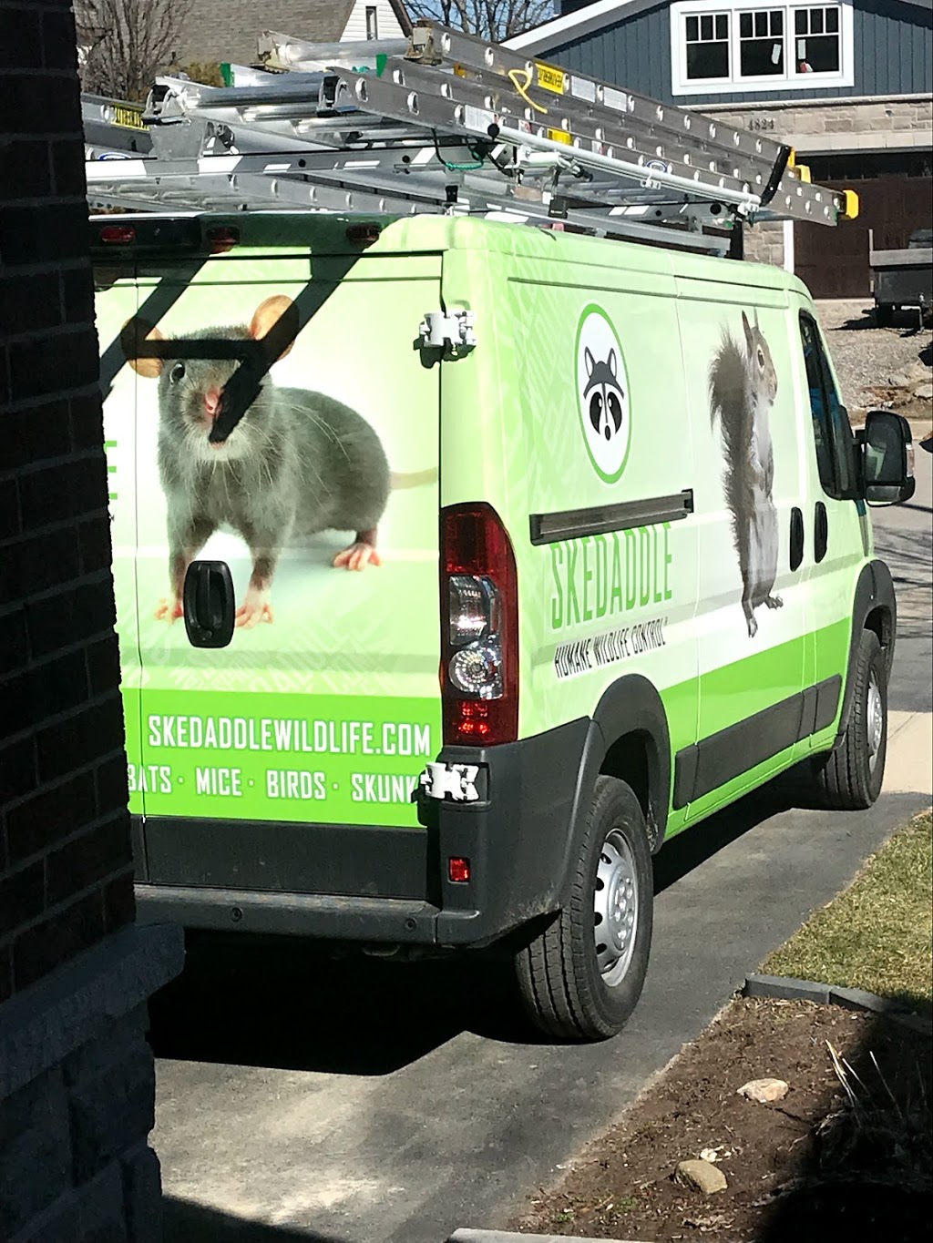 Skedaddle Humane Wildlife Control | 4007 Bush Crescent, Beamsville, ON L0R 1B9, Canada | Phone: (877) 222-9453