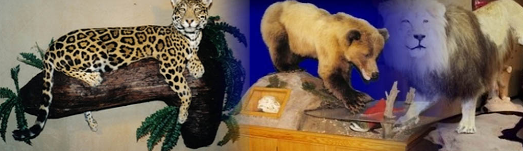 Rons Taxidermy | 890 Woodville Rd, Woodville, ON K0M 2T0, Canada | Phone: (705) 439-2196