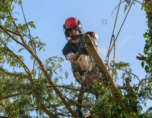 Pine Valley Tree Services and Landscaping | 1862 Ironwood Dr, Kamloops, BC V2H 0A6, Canada | Phone: (250) 319-5586