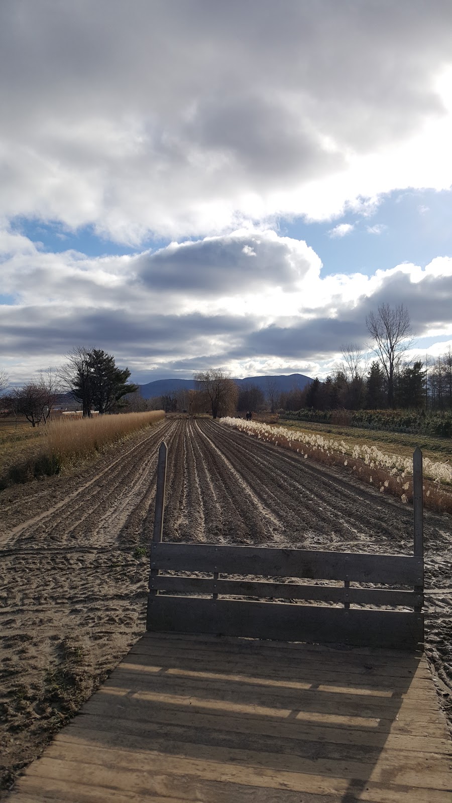 Pépinière Luc B Auclair | 2480 Rang de la Rivière N, Saint-Jean-Baptiste, QC J0L 2B0, Canada | Phone: (450) 464-0330