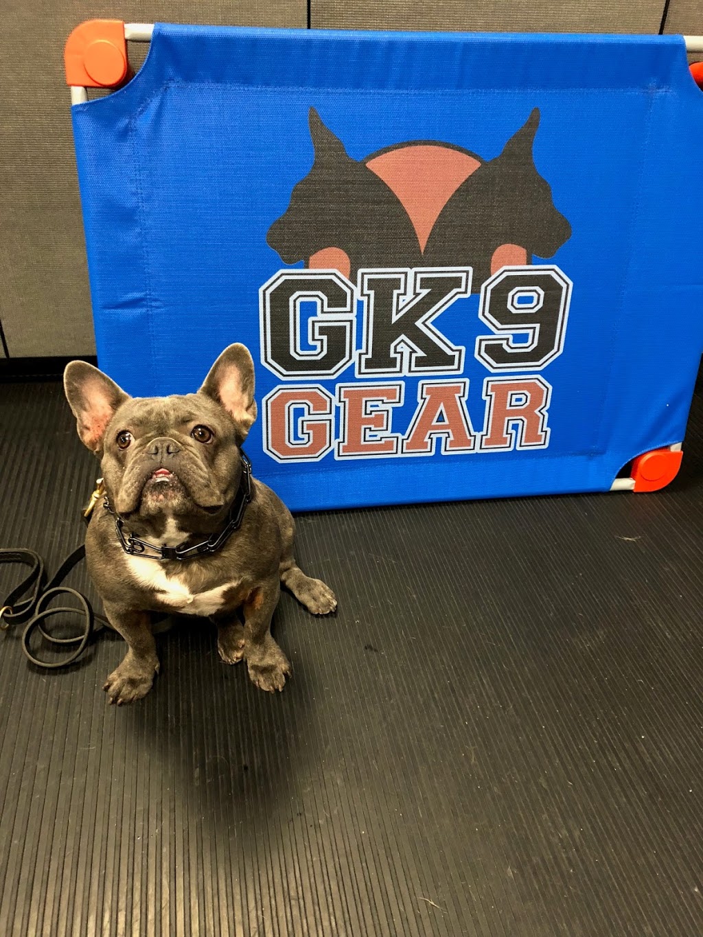 Gemini K9 Obedience | 643 McCowan Rd, Scarborough, ON M1J 1K2, Canada | Phone: (416) 297-1077