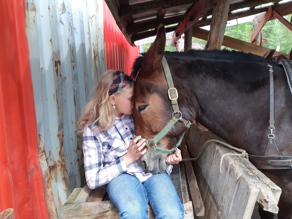 Kicking Mule Riding Stables & Cook House | 55 Gauthier Rd, Tehkummah, ON P0P 2C0, Canada | Phone: (705) 859-1040