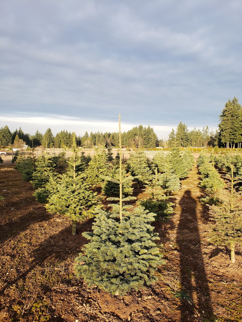 H & L Tree Farm | 5319 240 St, Langley, BC V2Z 2N3, Canada | Phone: (604) 856-1974