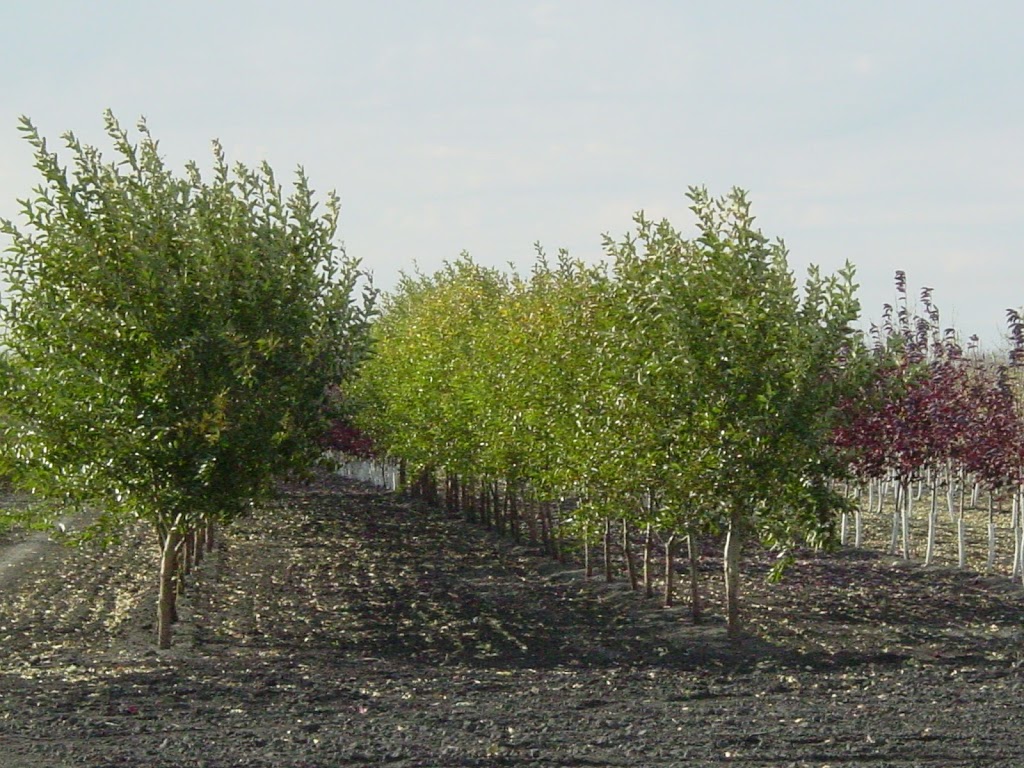 Aubin Nurseries Ltd | 1 & 1/2 miles east of Carman on Hwy #3 Municipal Civic Address: 22101, Carman, MB R0G 0J0, Canada | Phone: (204) 745-6703