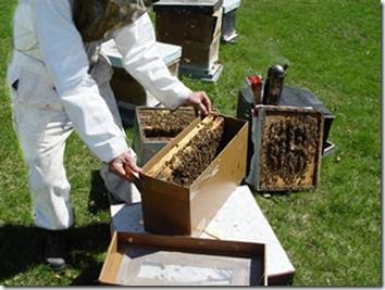 Daves Apiaries | 1481 Kilally Rd, London, ON N5V 5A2, Canada | Phone: (519) 453-7363