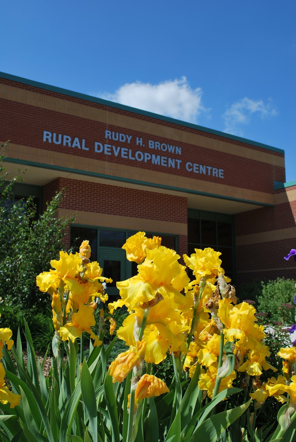 University of Guelph Ridgetown Campus | 120 Main St E, Ridgetown, ON N0P 2C0, Canada | Phone: (519) 674-1500