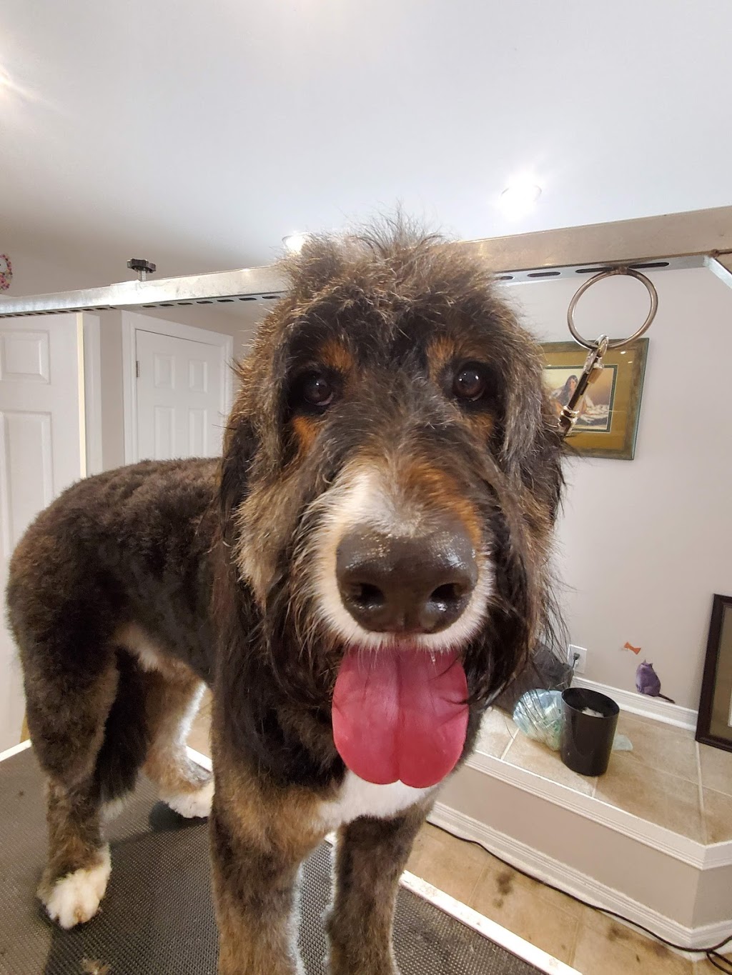 Dog&Cat Grooming in Newmarket, Ontario | Burgess Crescent, Newmarket, ON L3X, Canada | Phone: (905) 392-7467