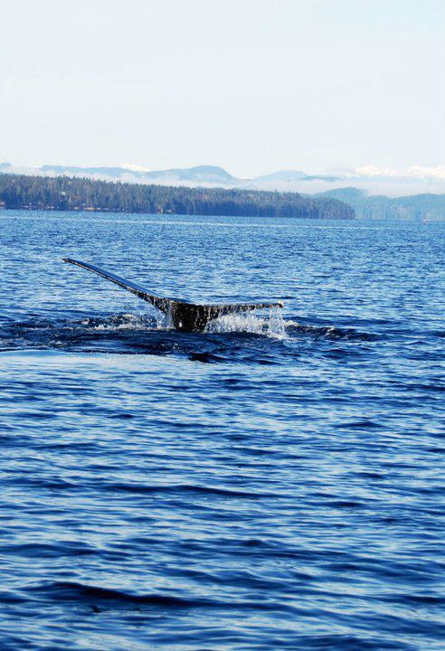 BC Fishing Charters | 3720 Ocean Grove Rd, Campbell River, BC V9W 1E8, Canada | Phone: (250) 830-7885