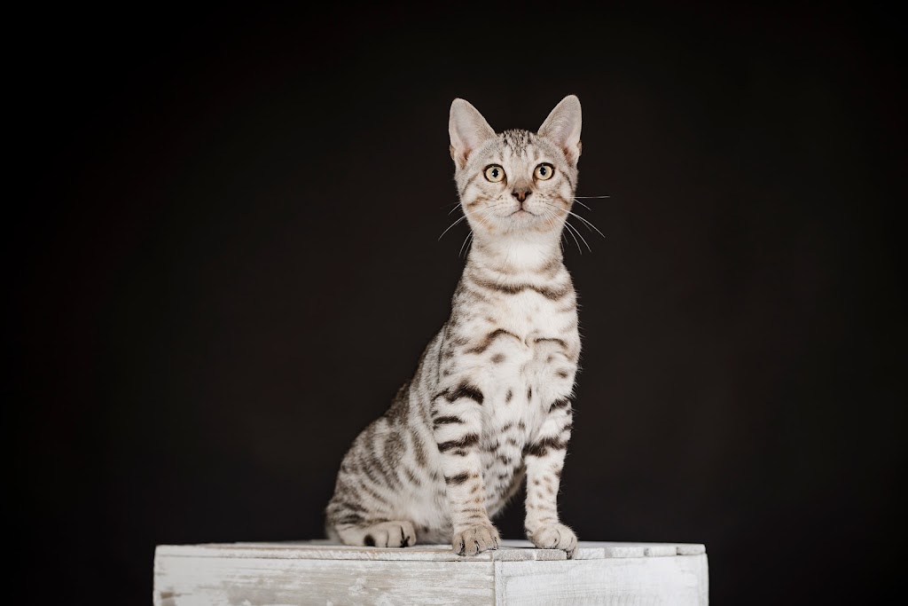 pure canada bengal | 607 Chem. Duhamel, Pincourt, QC J7W 4G2, Canada | Phone: (418) 333-2589