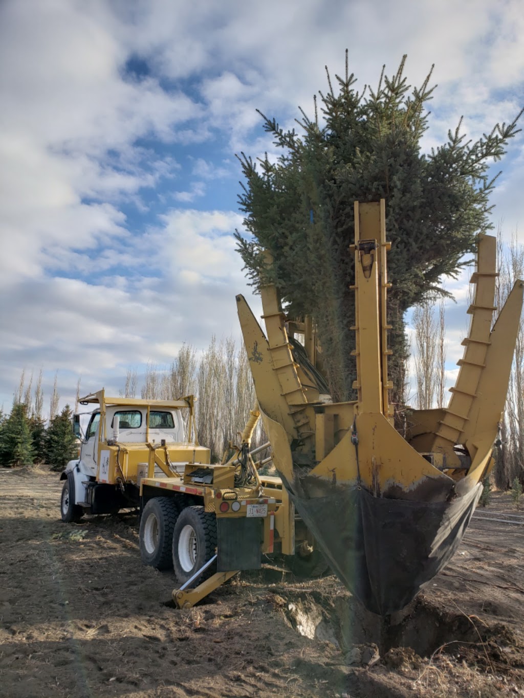 Legacy Trees | Township Rd 92, Coalhurst, AB T0L 0V0, Canada | Phone: (403) 715-8711