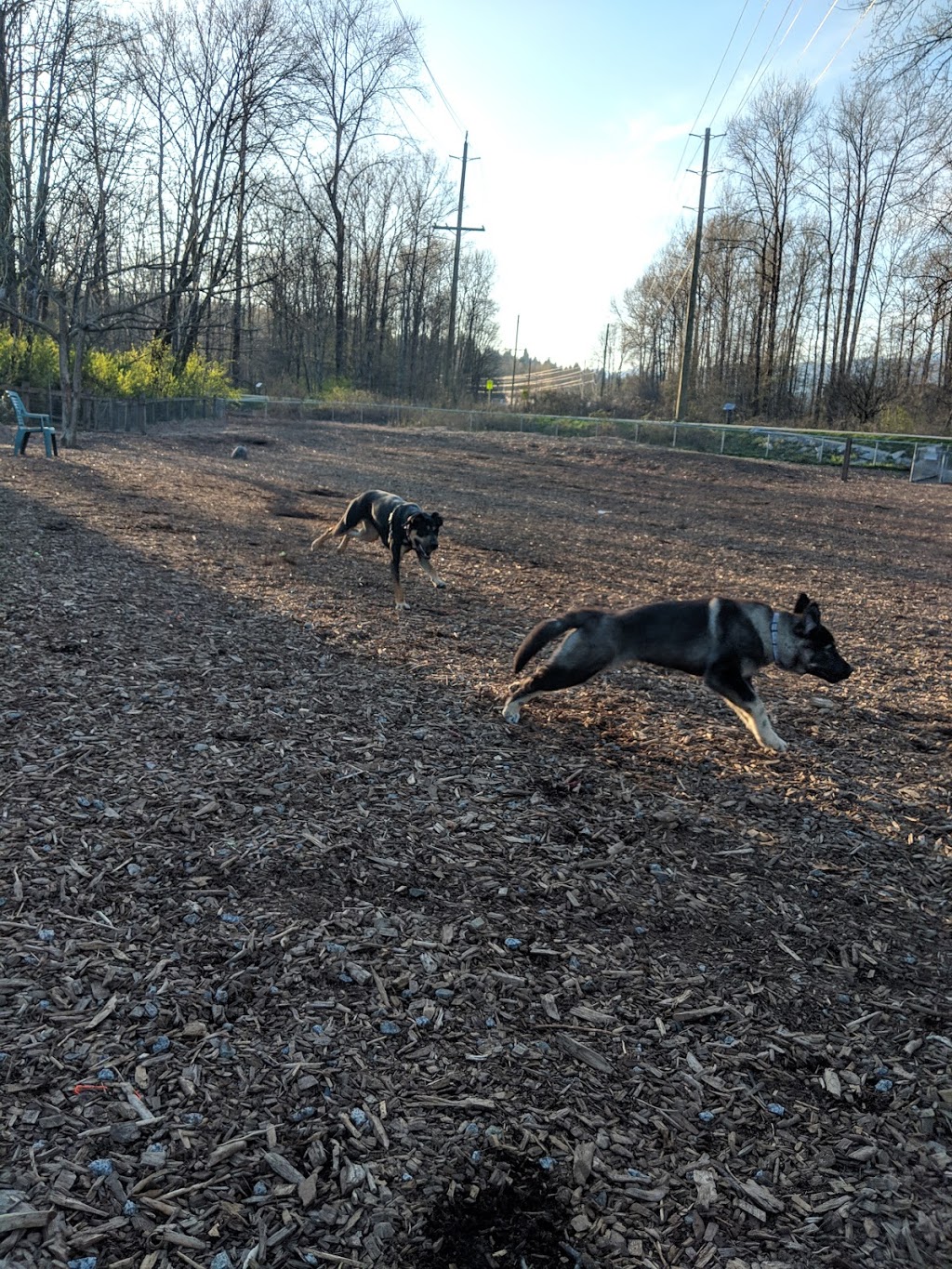 Maple St Off-Leash Park | 2501 Maple St, Port Coquitlam, BC V3C 0B4, Canada