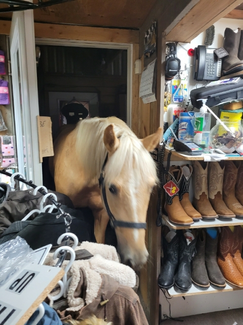 Ghost Hollow Tack Shop and Western Boots | 9013 Pigram Rd, Brownsville, ON N0L 1C0, Canada | Phone: (519) 877-0396