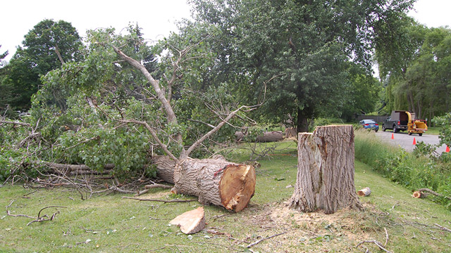 Alexander Tree Care | 351 Waratah Ave, Newmarket, ON L3Y 5J3, Canada | Phone: (905) 505-2577