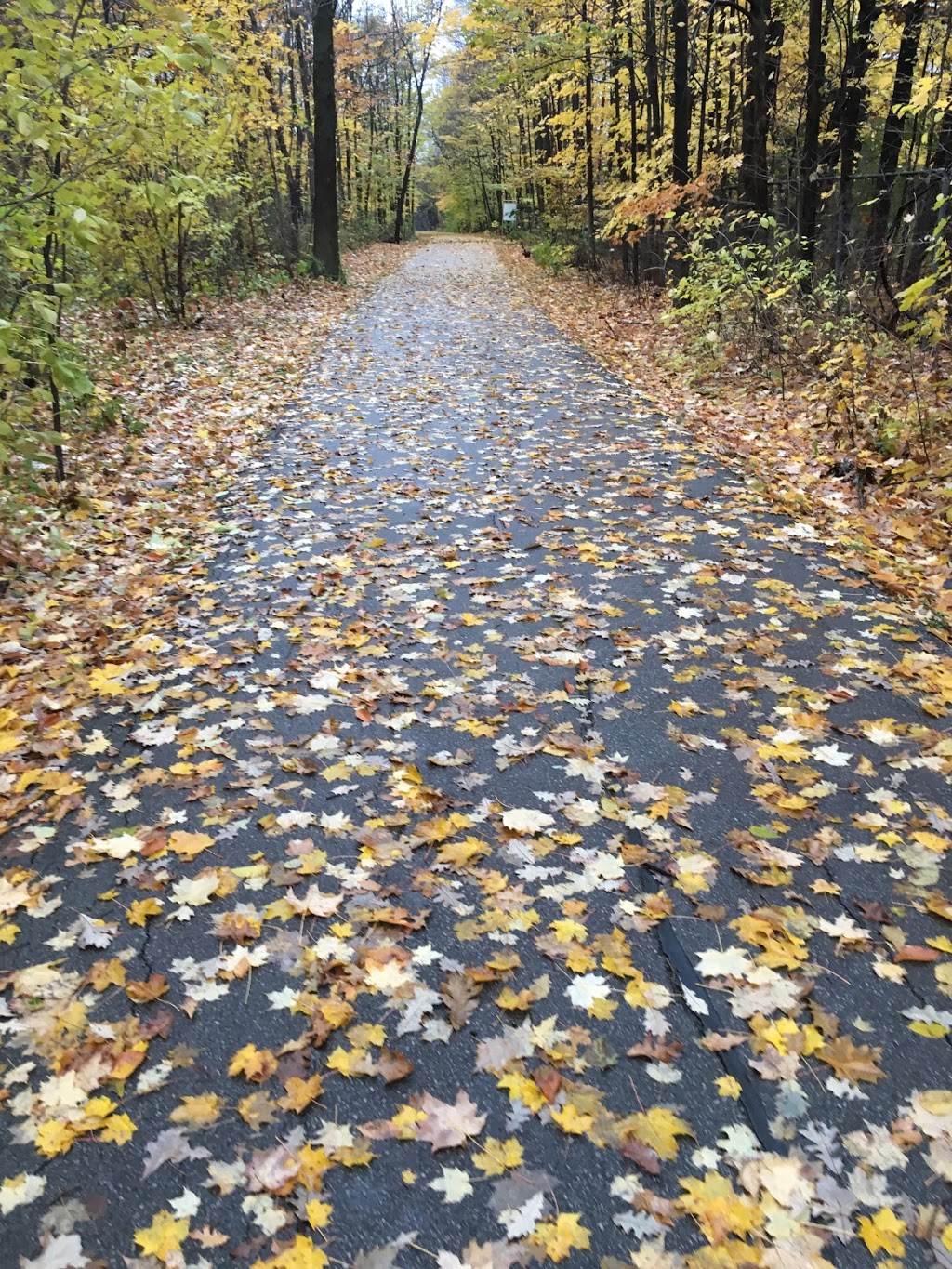 Bestview Hiking Trails | Unnamed Road, North York, ON M2M, Canada