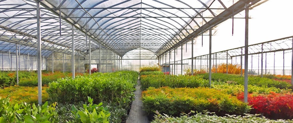 North Star Nurseries | 1838 Bradner Rd, Abbotsford, BC V4X 1H8, Canada | Phone: (604) 856-9766