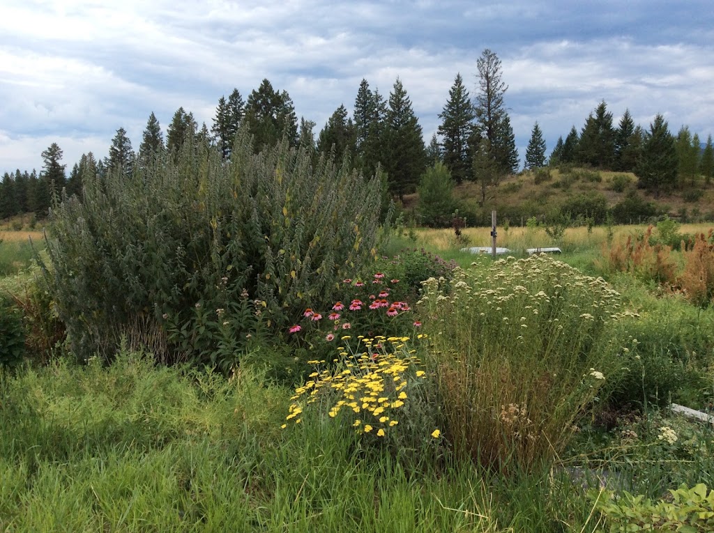 Clear Sky Meditation and Study Center | Cockell Rd, Bull River, BC V0B 1N0, Canada | Phone: (250) 429-3929