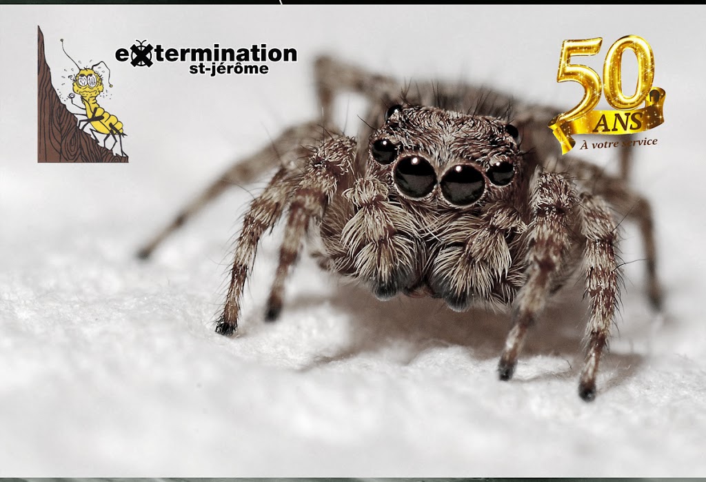 Extermination St-Jérôme inc. | 95 119e Av, Saint-Jérôme, QC J7Y 1A1, Canada | Phone: (450) 436-1779