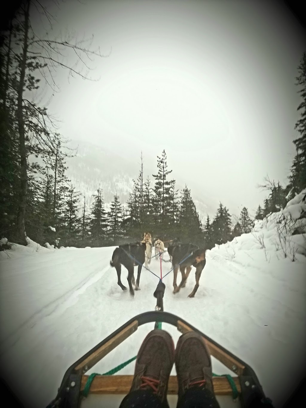 Revelstoke Dogsled Adventures | 1416 Mt Begbie Rd, Revelstoke, BC V0E 3K0, Canada | Phone: (250) 814-3720