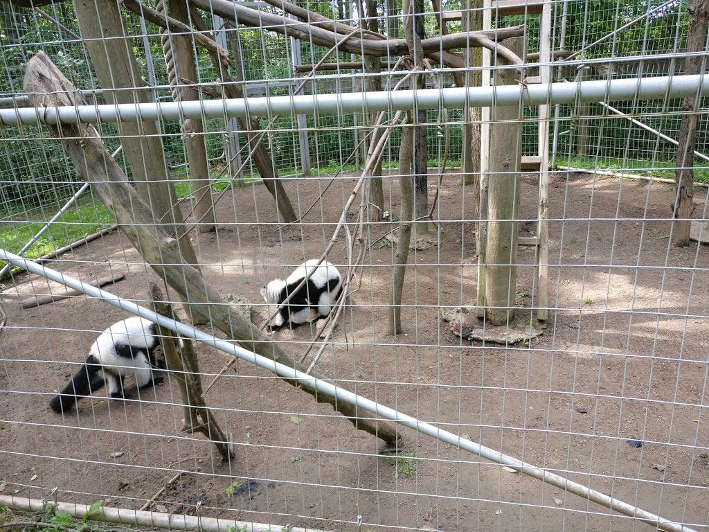 Black and White Ruffed Lemur Exhibit | 2821 Stevensville Rd, Stevensville, ON L0S 1S0, Canada | Phone: (905) 382-9669