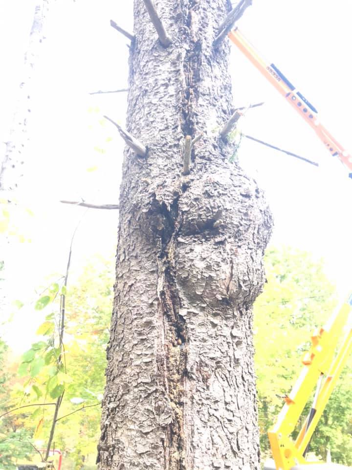 Hunt Ventures Tree Services | 2819 NS-326, Tatamagouche, NS B0K 1V0, Canada | Phone: (902) 957-0902