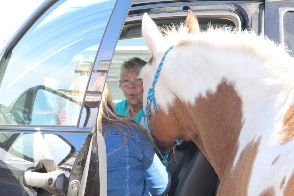 New Beginnings Equestrian Centre | 56327 Range Rd 13, Onoway, AB T0E 1V0, Canada | Phone: (587) 873-5381