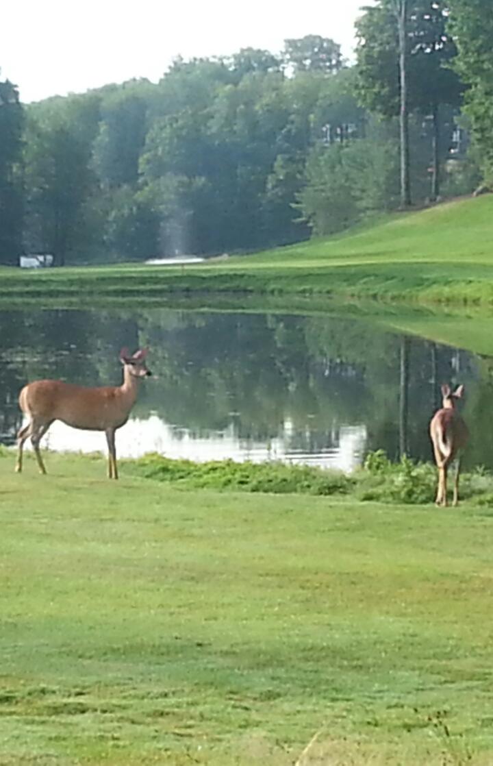 Port Carling Golf & Country Club | 12 Donald Dr, Port Carling, ON P0B 1J0, Canada | Phone: (705) 765-6600