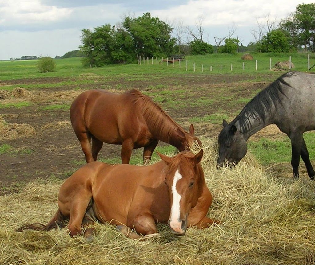 Cartier Farms Equine Assisted Learning | White Star Rd RR4, Spruce Home, SK S6V 5R2, Canada | Phone: (306) 980-5507