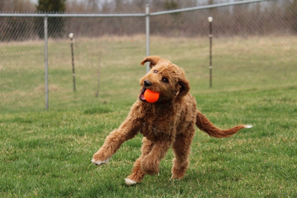 Paw Prints Pet Boarding | 2290 County Rd 10, Picton, ON K0K 2T0, Canada | Phone: (613) 476-1218