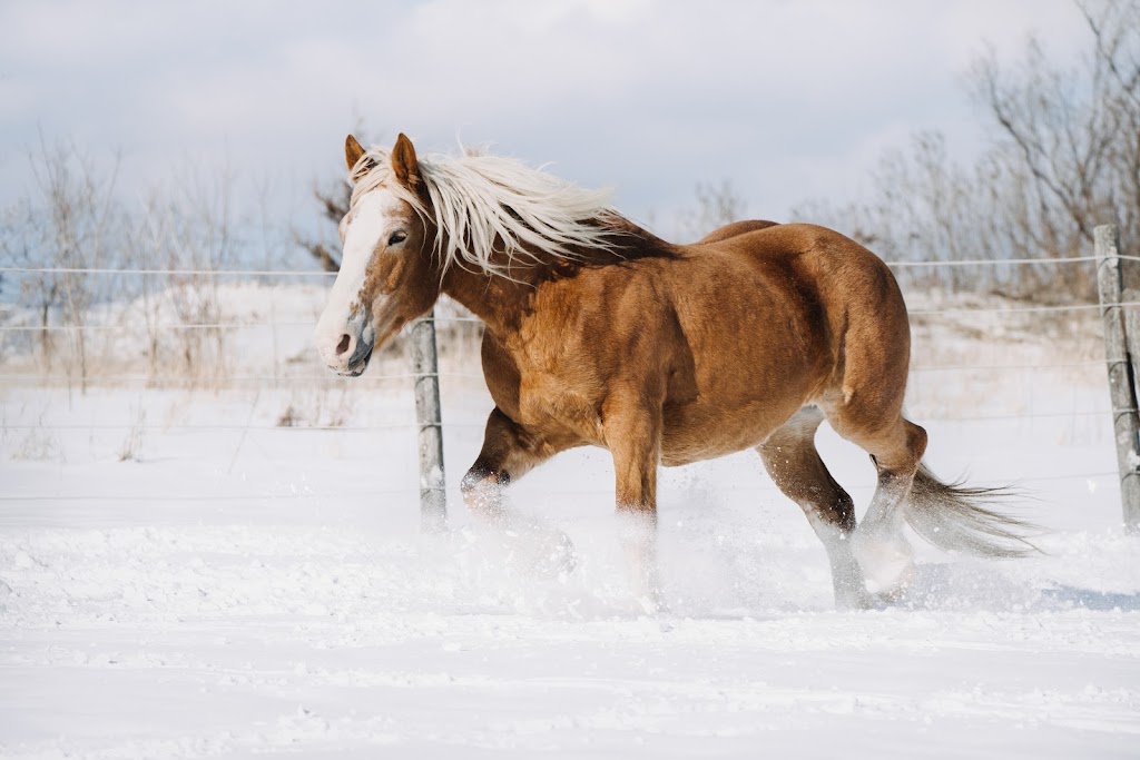 PROMISED LAND ANIMAL SANCTUARY | 1969 Burnbrae Rd E, Campbellford, ON K0L 1L0, Canada | Phone: (705) 977-6897