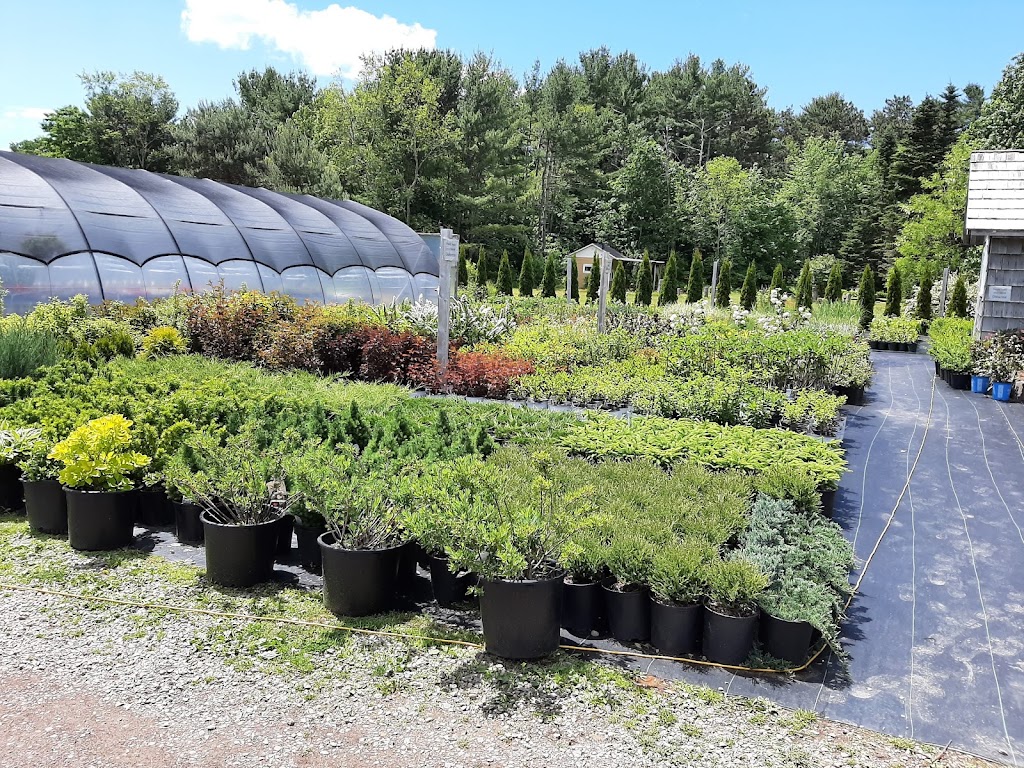 Summerland Nursery | 14608 1, Nova Scotia Trunk 10, Wilmot, NS B0P 1W0, Canada | Phone: (902) 242-2904