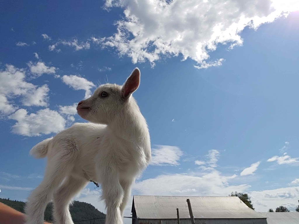 Ferme Marie-Noëlle Beaulieu | 674 Chemin St Laurent, Baie-Saint-Paul, QC G3Z 2L7, Canada | Phone: (418) 435-8931