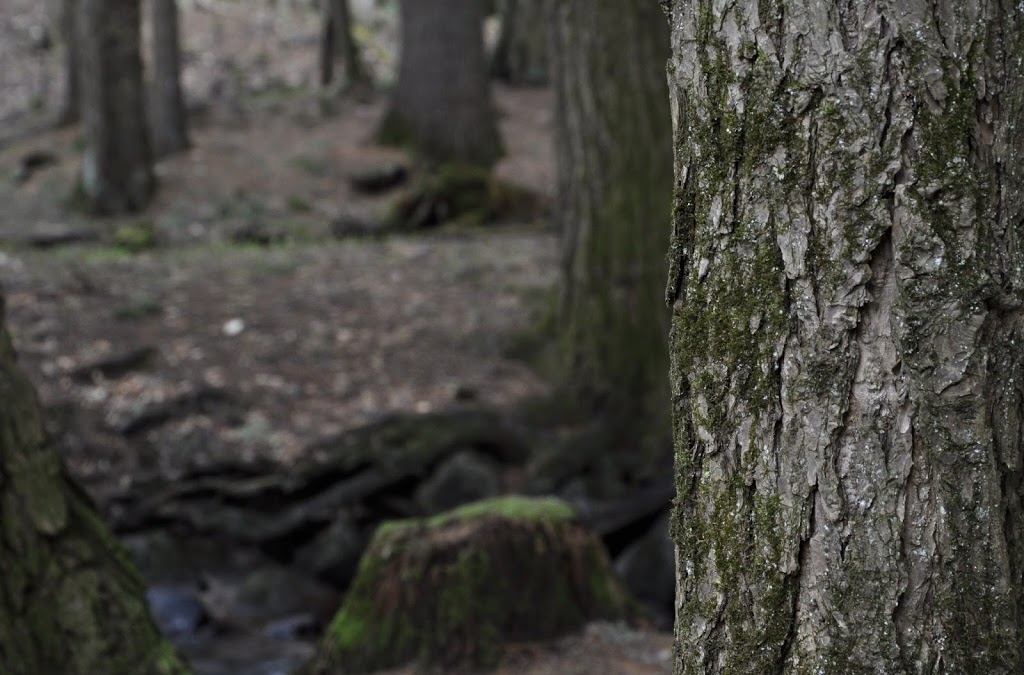 Gatineau Park P9 (Dunlop) | Chemin du Lac Meech, Chelsea, QC J9B 1H9, Canada